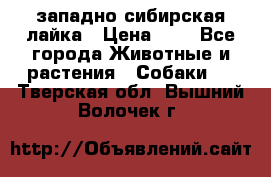 западно сибирская лайка › Цена ­ 0 - Все города Животные и растения » Собаки   . Тверская обл.,Вышний Волочек г.